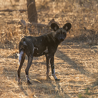 Samburu - Wild dog